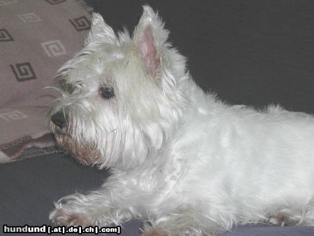 West Highland White Terrier Hunde Foto 6112 West Highland White Terrier Lucy In Pose