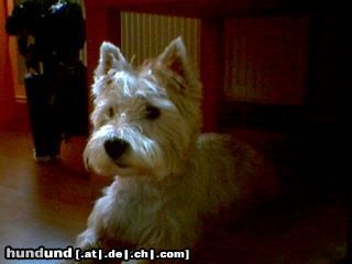 West Highland White Terrier Hunde Foto 13480 West Highland White Terrier Micky mit 7 Jahren