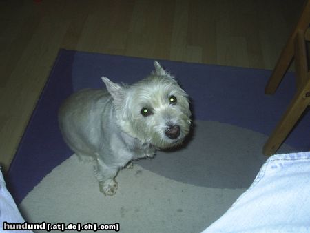 West Highland White Terrier Hunde Foto 22417 West Highland White Terrier MOZART