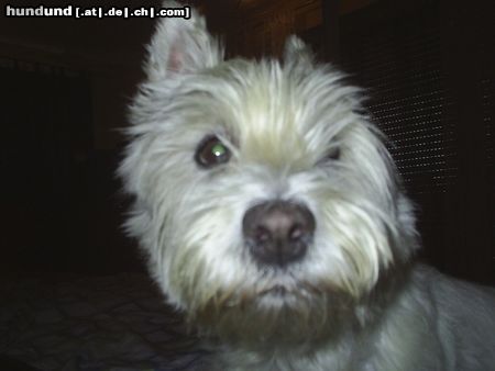 West Highland White Terrier Hunde Foto 23333 West Highland White Terrier MOZART (gerade geweckt)