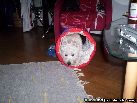 West Highland White Terrier Hunde Foto 17661 West Highland White Terrier Hallo, hier bin ich !