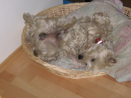 West Highland White Terrier Hunde Foto 33706 West Highland White Terrier Terry schläft