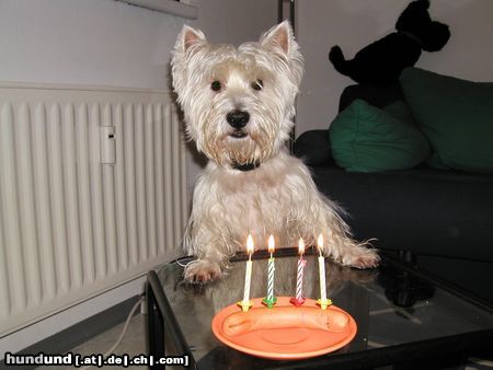 West Highland White Terrier Hunde Foto 8707 West Highland White Terrier Mein Geburtstag am 9.1.