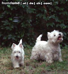 West Highland White Terrier Hunde Foto 8916 West Highland White Terrier