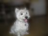 West Highland White Terrier Foto (ID 15224) West Highland White Terrier Hund