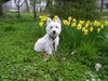 West Highland White Terrier Foto: Endlich Frühling (ID 11702) West Highland White Terrier Hund