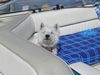 West Highland White Terrier Foto: Kenny beim Sonnebaden (ID 11703) West Highland White Terrier Hund