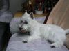 West Highland White Terrier Foto: was gibt es heute im Fernsehen ? (ID 12806) West Highland White Terrier Hund