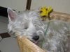 West Highland White Terrier Foto: Micky und der Frühling (ID 19378) West Highland White Terrier Hund