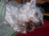 West Highland White Terrier Foto: --schnarch-- (ID 7697) West Highland White Terrier Hund
