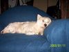 West Highland White Terrier Foto: Bonny auf dem Sofa (ID 19049) West Highland White Terrier Hund