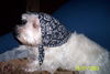 West Highland White Terrier Foto: Oma Bonnie (ID 43166) West Highland White Terrier Hund