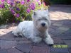 West Highland White Terrier Foto: Ritchi Ritch vom Rosengarten (ID 26243) West Highland White Terrier Hund