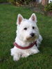 West Highland White Terrier Hund