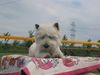 West Highland White Terrier Foto: Ich muß warten... (ID 6057) West Highland White Terrier Hund