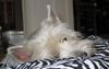 West Highland White Terrier Foto: Micky ist einzig! Und kein bißchen zickig... (ID 9340) West Highland White Terrier Hund
