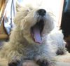 West Highland White Terrier Foto: Das Leben ist sooo anstrengend! (ID 9870) West Highland White Terrier Hund
