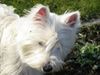 West Highland White Terrier Foto: Wir mögen Maddy! (ID 9706) West Highland White Terrier Hund