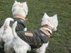 West Highland White Terrier Foto: Einigkeit macht stark! (ID 9864) West Highland White Terrier Hund