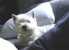 West Highland White Terrier Foto: Sweet Micky (ID 10123) West Highland White Terrier Hund