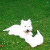 West Highland White Terrier Foto: mein Rüde mit welpe (ID 15542) West Highland White Terrier Hund