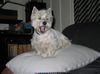 West Highland White Terrier Foto: Abby's the queen! (ID 15951) West Highland White Terrier Hund