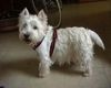 West Highland White Terrier Foto: Mad Max 11 Jahre (ID 17699) West Highland White Terrier Hund