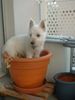 West Highland White Terrier Foto: Kleiner Diamantendieb (ID 8284) West Highland White Terrier Hund