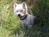 West Highland White Terrier Foto: Neugierig und überall dabei (ID 13152) West Highland White Terrier Hund