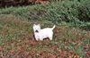 West Highland White Terrier Hund