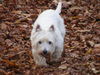 West Highland White Terrier Foto (ID 43196) West Highland White Terrier Hund