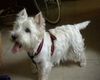 West Highland White Terrier Foto: Mad Max 11 Jahre (ID 17700) West Highland White Terrier Hund