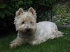 West Highland White Terrier Foto: Axel (ID 22483) West Highland White Terrier Hund
