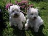 West Highland White Terrier Foto: Zwei bergerfahrene Westies (ID 17597) West Highland White Terrier Hund