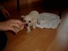 West Highland White Terrier Foto: Gizmo mein kleiner Schatz mit 4 Wochen (ID 11410) West Highland White Terrier Hund