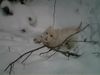 West Highland White Terrier Foto: Flip im Schnee (ID 19305) West Highland White Terrier Hund