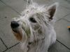 West Highland White Terrier Foto: So sehe ich aus wenn ich den Büschen war (ID 26230) West Highland White Terrier Hund
