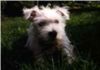 West Highland White Terrier Foto: Amy (ID 3047) West Highland White Terrier Hund