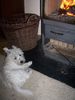 West Highland White Terrier Foto: So lässt sich der Winter aushalten (ID 16716) West Highland White Terrier Hund