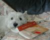 West Highland White Terrier Foto: Basti lieeebt Bücher... (ID 5730) West Highland White Terrier Hund