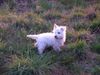 West Highland White Terrier Foto (ID 15873) West Highland White Terrier Hund