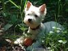 West Highland White Terrier Foto (ID 15874) West Highland White Terrier Hund