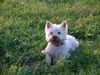 West Highland White Terrier Foto (ID 15875) West Highland White Terrier Hund