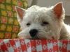 West Highland White Terrier Foto (ID 15878) West Highland White Terrier Hund