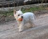 West Highland White Terrier Foto (ID 15880) West Highland White Terrier Hund