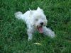 West Highland White Terrier Foto (ID 15879) West Highland White Terrier Hund