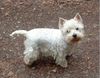West Highland White Terrier Foto (ID 15881) West Highland White Terrier Hund