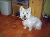 West Highland White Terrier Foto: Hallo ich bin Charlie und bin ein gutr freund (ID 18332) West Highland White Terrier Hund
