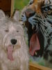 West Highland White Terrier Hund