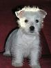 West Highland White Terrier Foto: Kessy 9 Wochen alt (ID 26645) West Highland White Terrier Hund